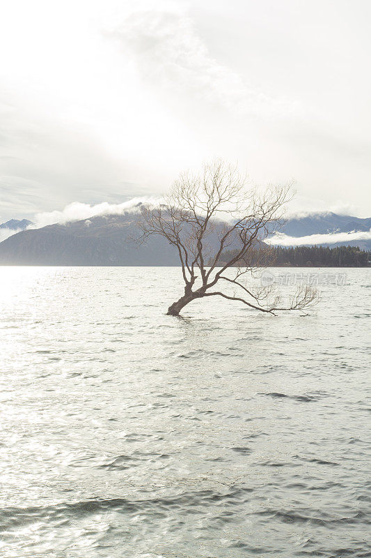 新西兰瓦纳卡湖上的一棵孤独的树