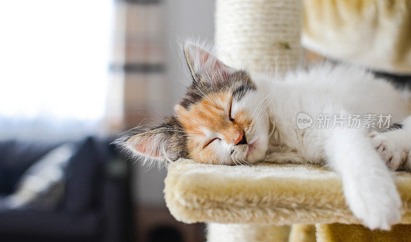 可爱的小花猫睡在抓挠柱子上