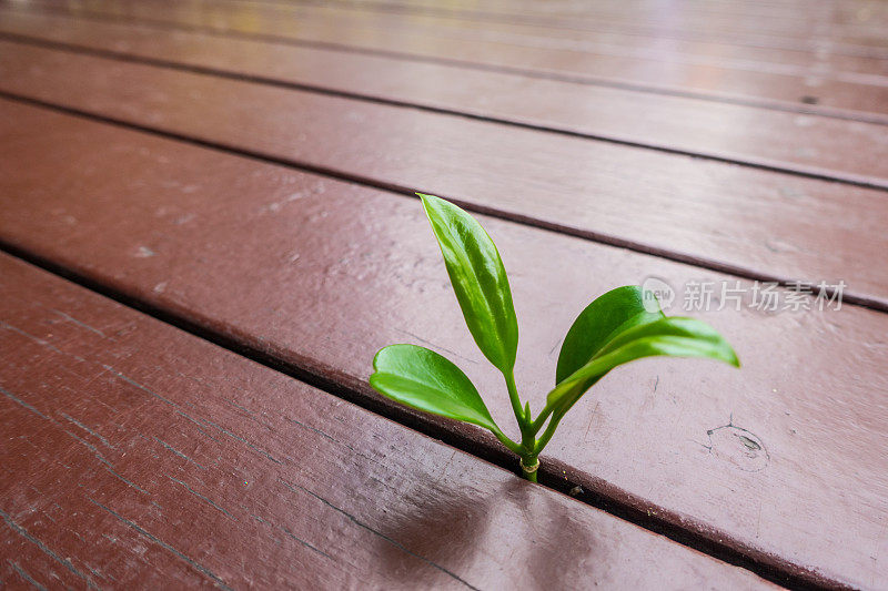 新植物生长