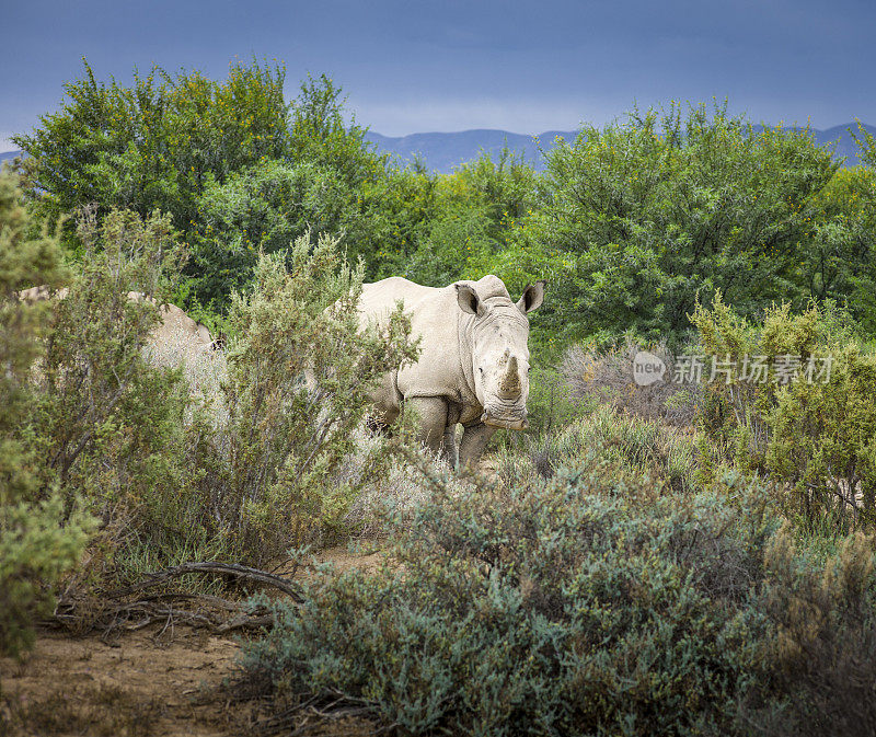 野生非洲白犀牛，西开普，南非。