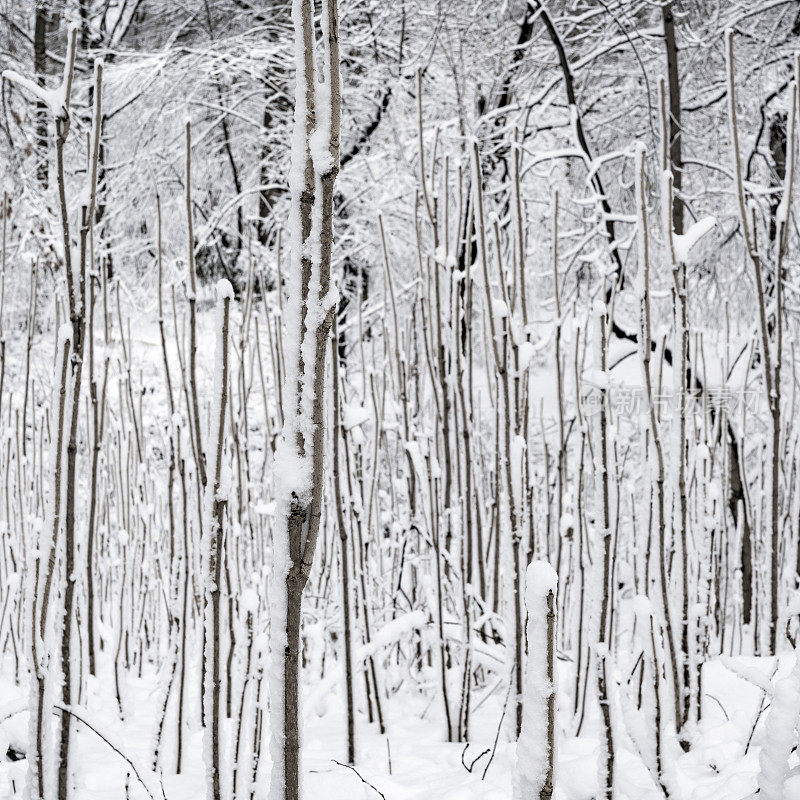 冬天的森林里下雪了