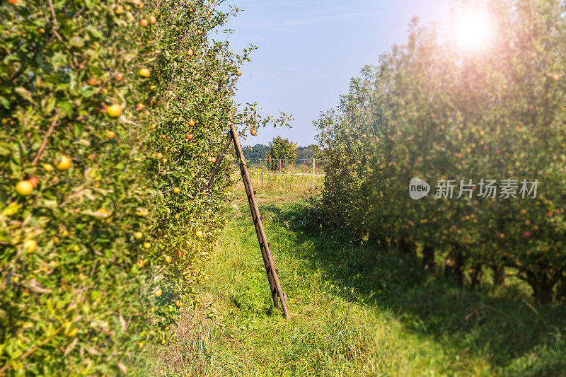 苹果园倾斜移位效应