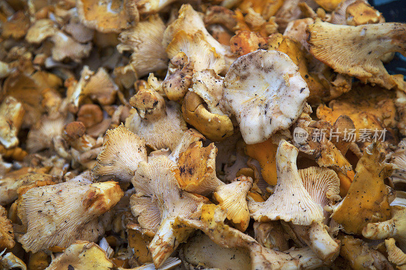 鸡油菌蘑菇