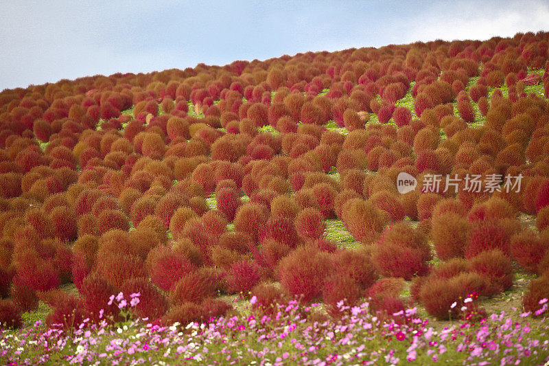 科奇亚在山上