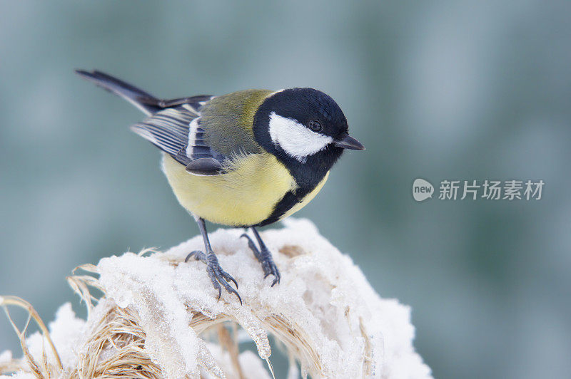 冻僵树枝上的大山雀