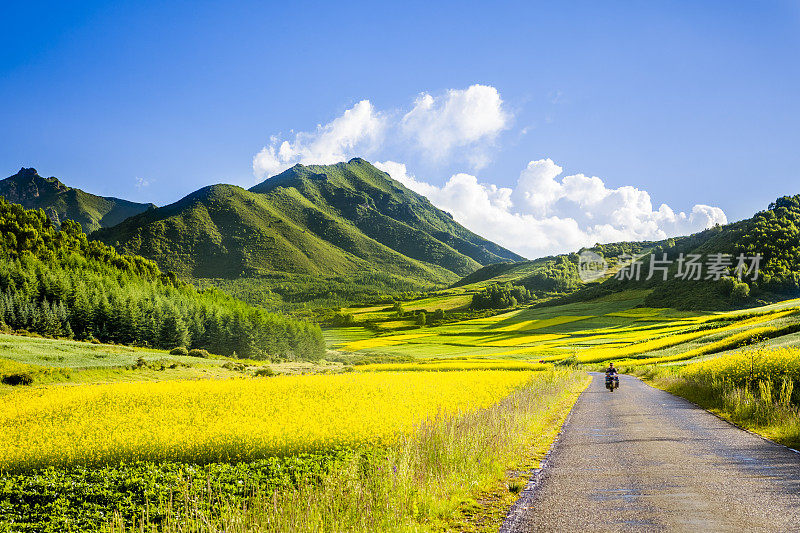 这条乡间小路穿过油菜田