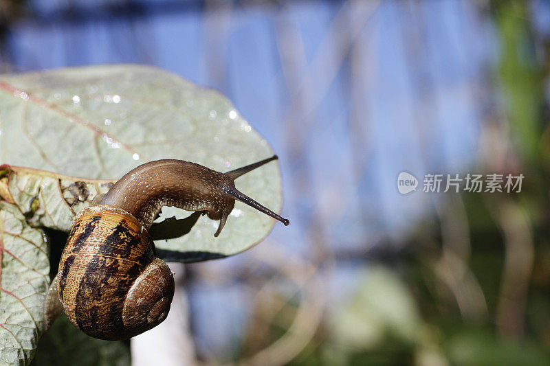 花园蜗牛螺旋aspper从它的壳出来