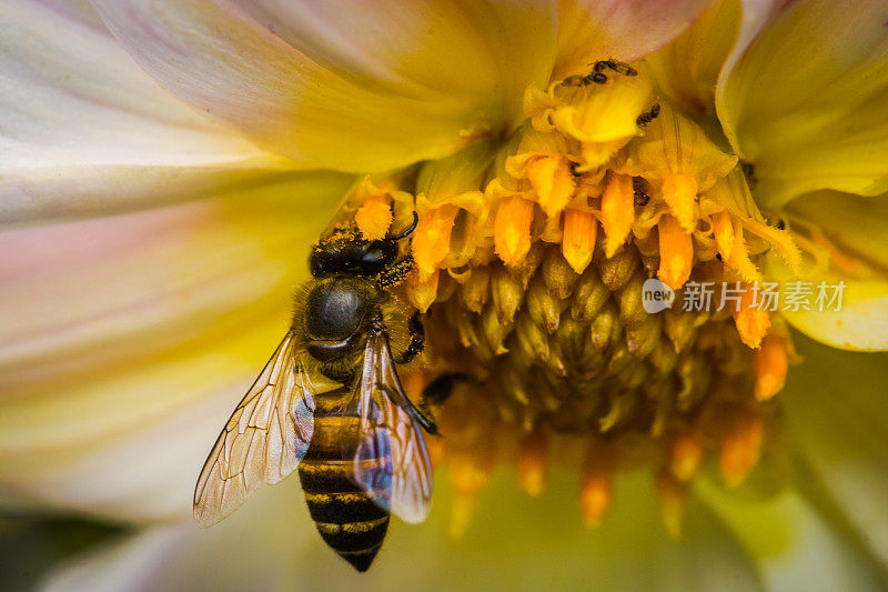 蜜蜂采集花蜜