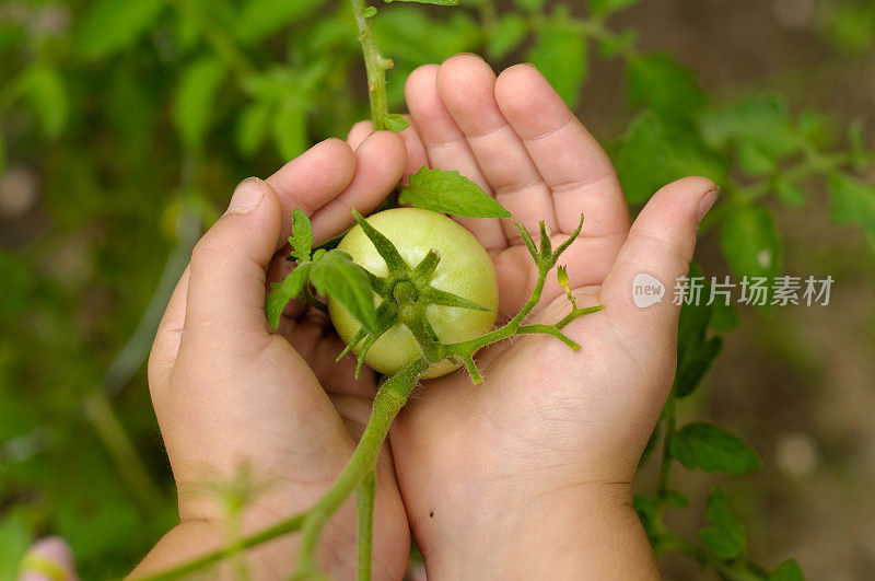 孩子的手拿着一个新鲜的番茄