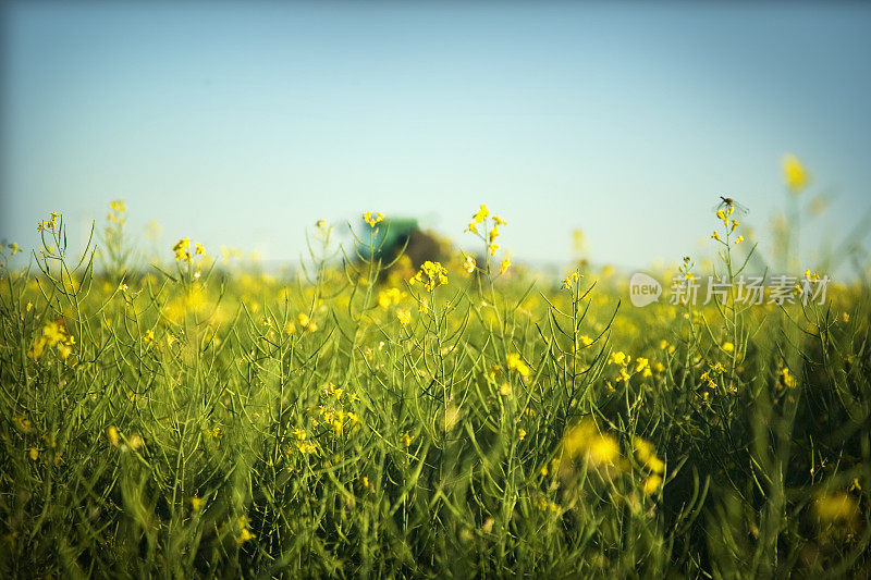 油菜开花