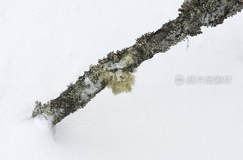 雪中覆盖着地衣的山毛榉树干