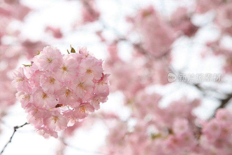 樱花支行