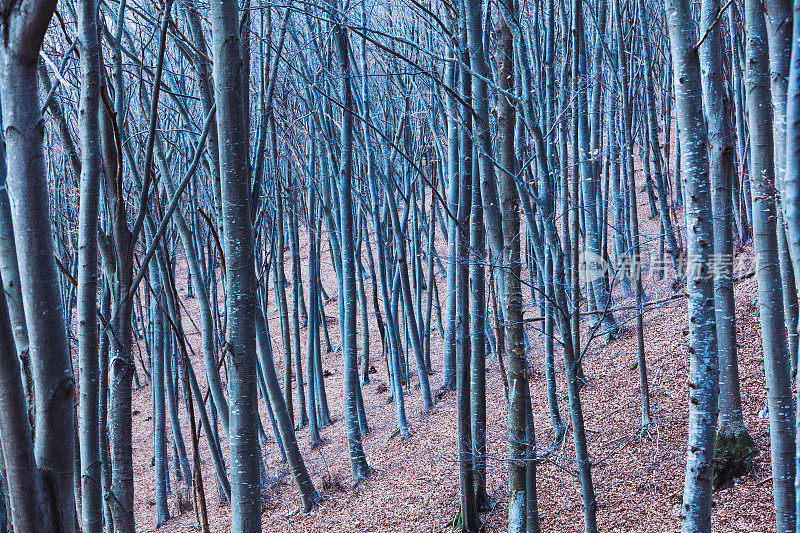 森林的光秃秃的山毛榉树在冬天
