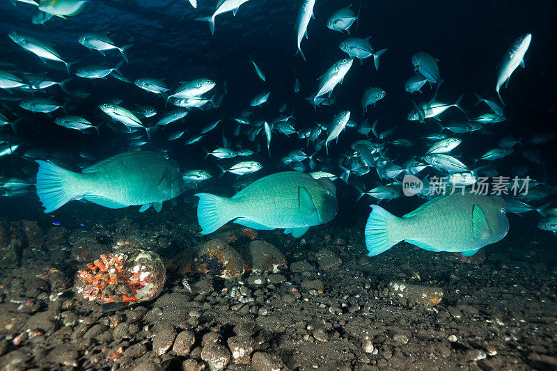 北巴厘岛黑色沙滩上的绿头鹦嘴鱼和大眼鲹。