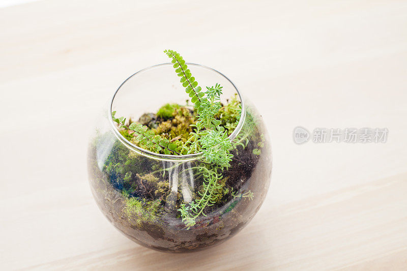 花盆和玻璃盆景蕨类植物