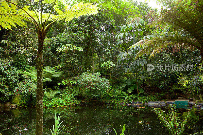 哥伦比亚波哥大-潮湿地区植物园