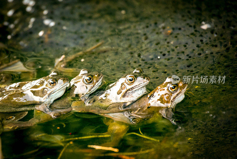 青蛙在池塘里交配