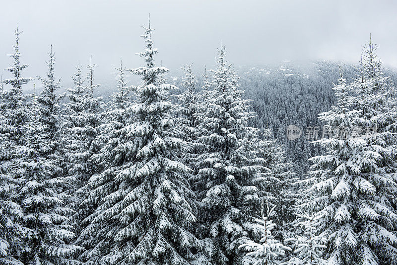 的雪山森林