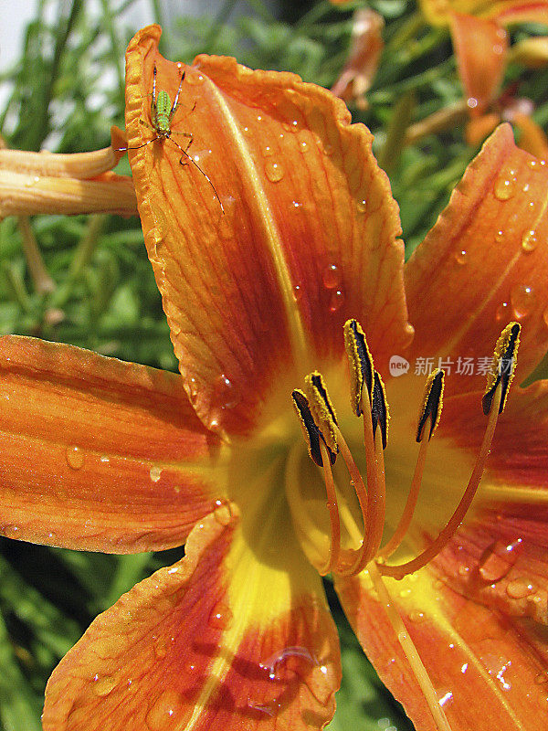 鲜雨之后的橙色黄花菜特写