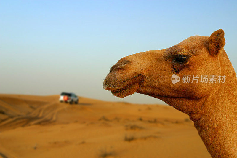 骆驼头的沙漠背景