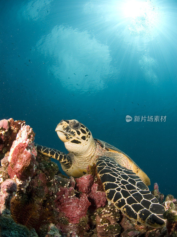 海龟在水下和太阳