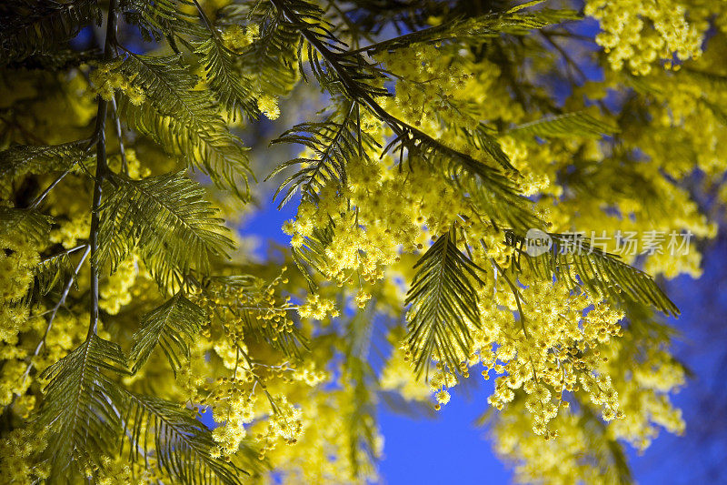 Mimose