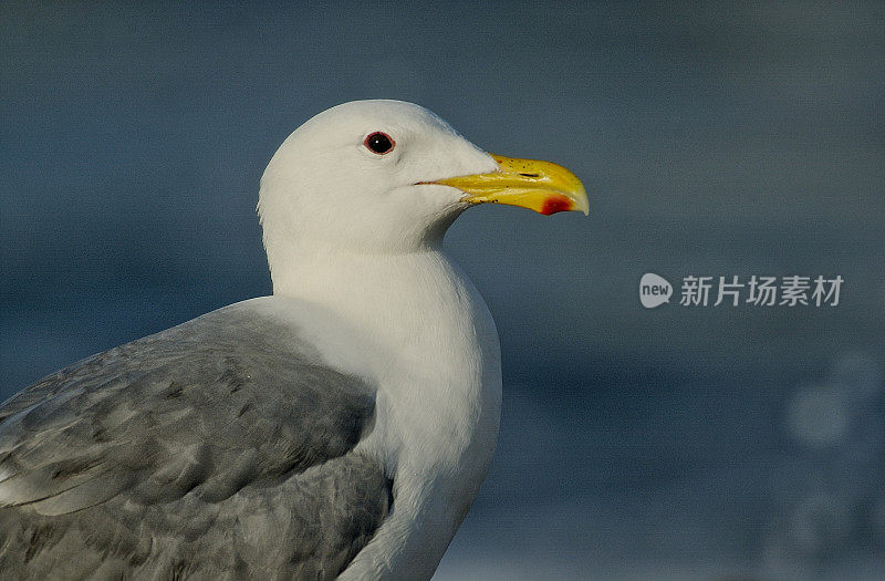 Glaucous-winged海鸥