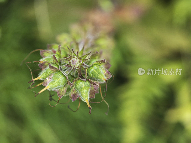 开花后的毛地黄种子荚的自上而下视图