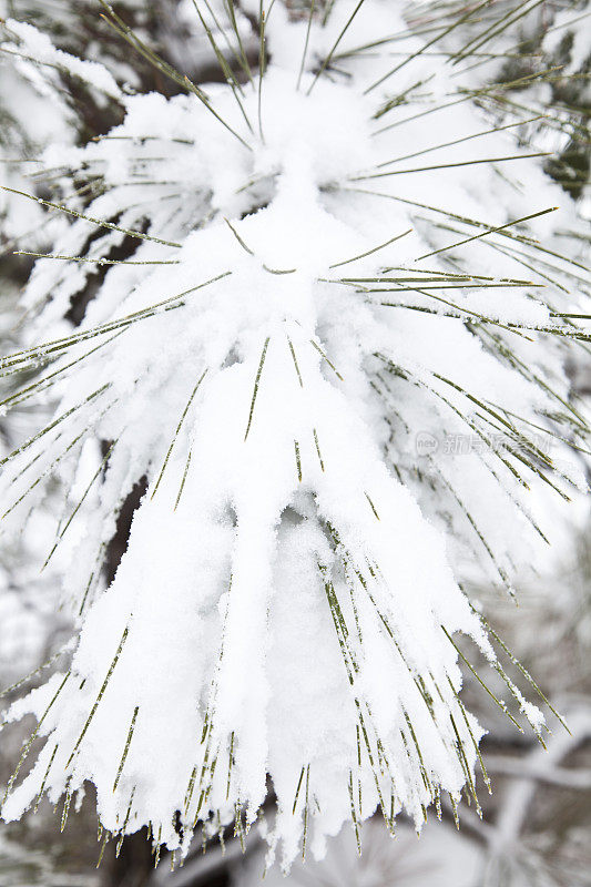 白雪覆盖的松针