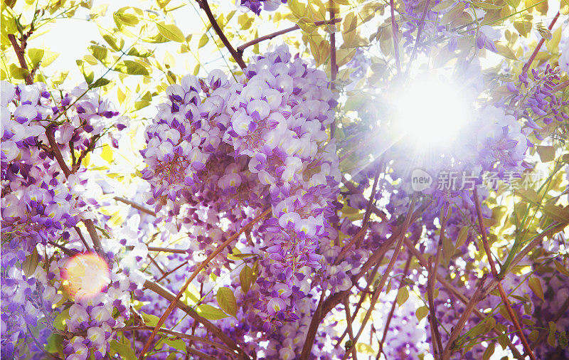 悬挂紫藤与紫色的花