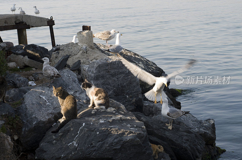 海鸥和猫，土耳其，伊斯坦布尔，Büyükada