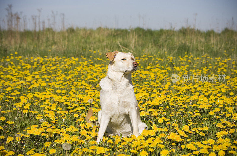 一只拉布拉多猎犬在长满蒲公英的田野里。