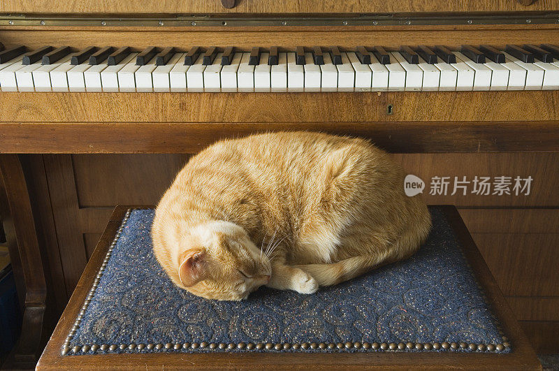 钢琴猫小睡