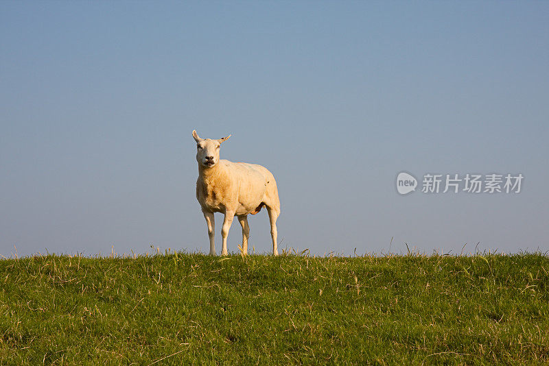 孤独的羊俯瞰风景。