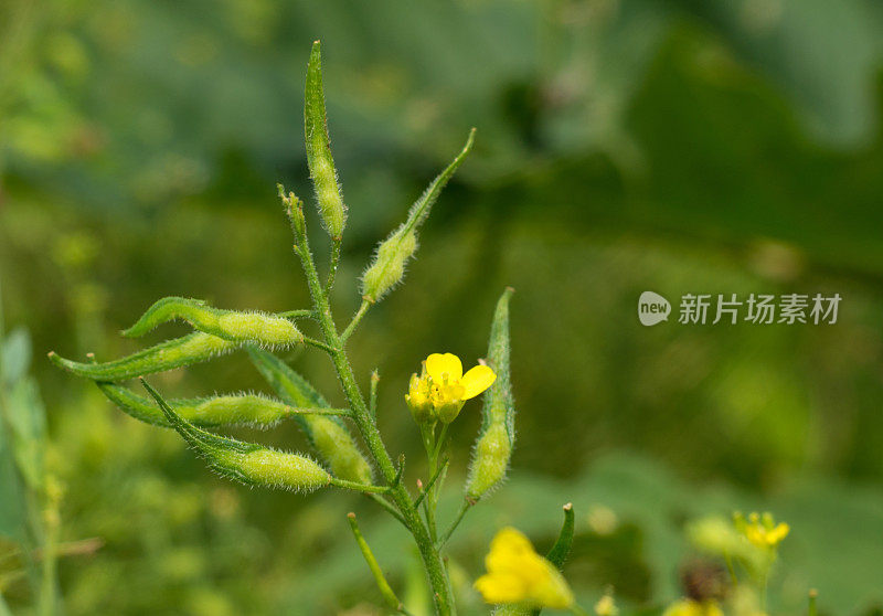 治疗草药-黑芸苔