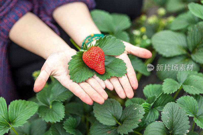 女人手上的草莓