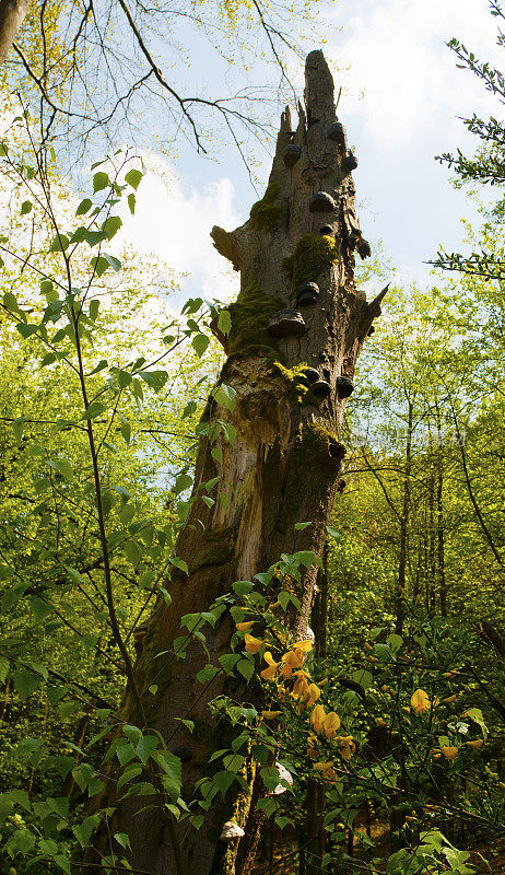 森林中长满苔藓和真菌的枯死树干