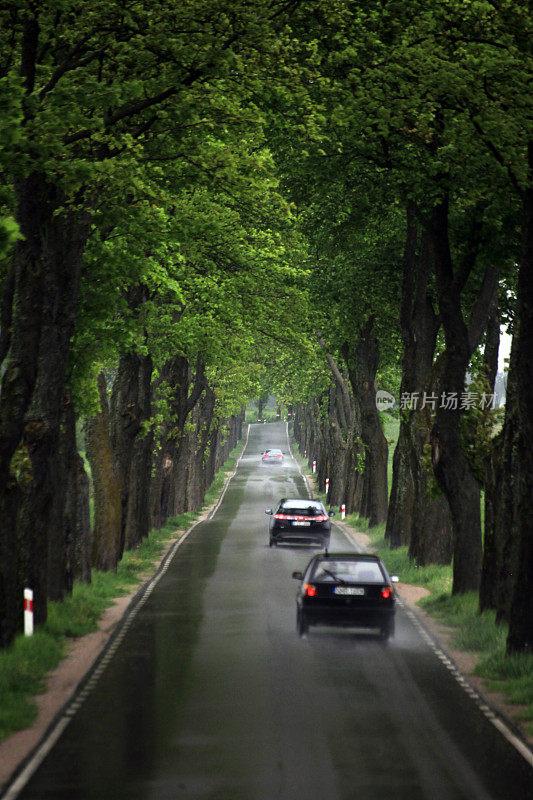 雨天，树木环绕的道路上的汽车