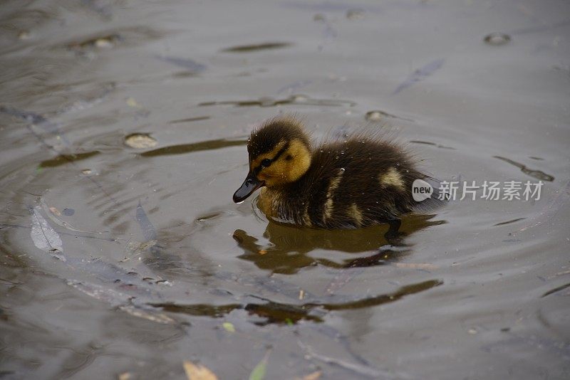 婴儿小鸭子,英国