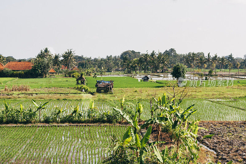 印度尼西亚巴厘岛乌布的稻田