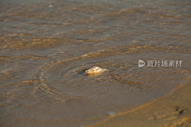 海浪冲刷着海螺