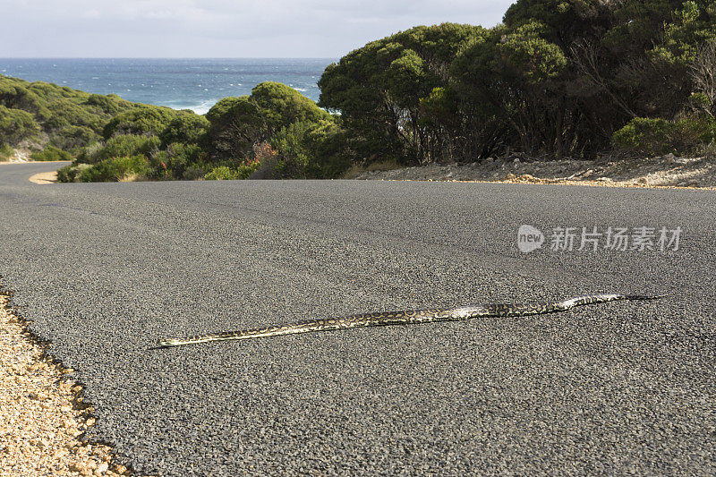 蟒蛇穿过澳大利亚西部的一条沿海公路