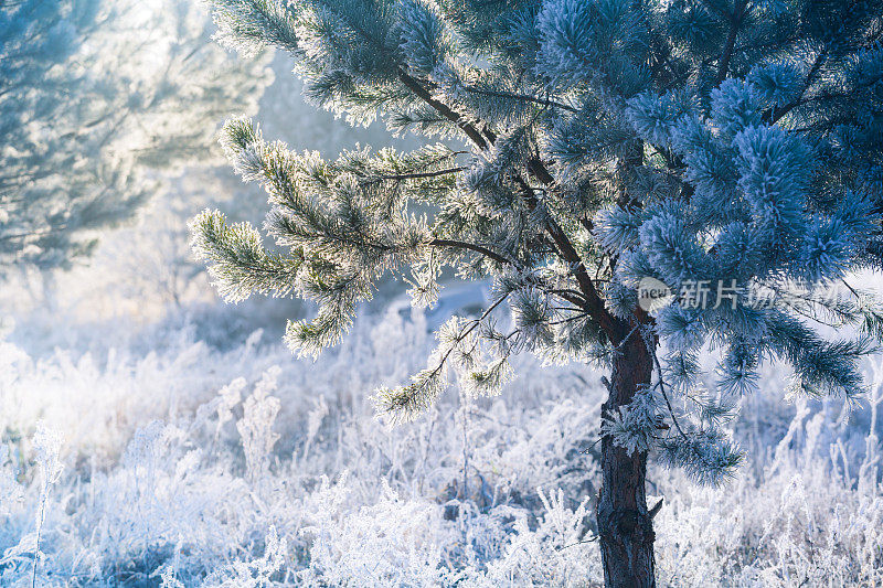 冬天的风景-冰冻的圣诞树和模糊的雪