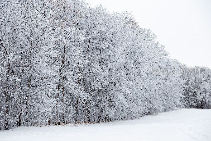 结霜的树