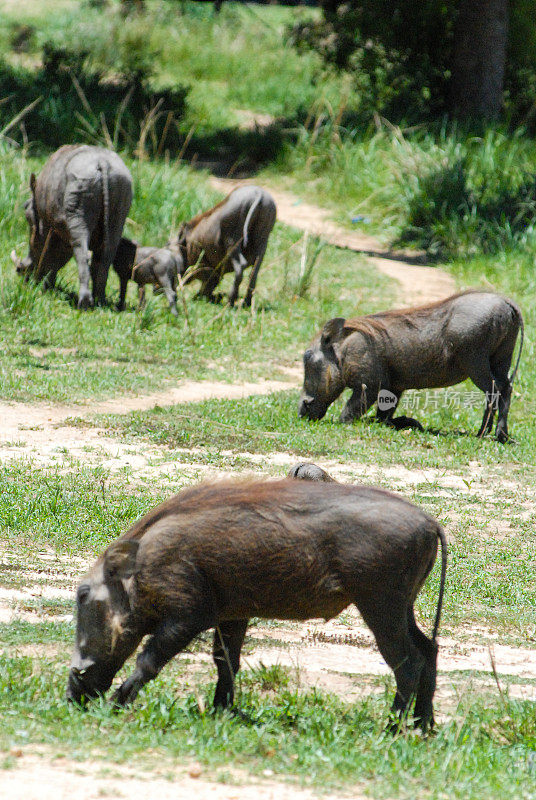 一群带着婴儿的疣猪在乌干达热带草原上觅食