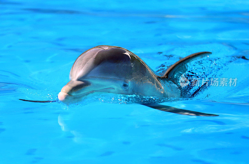 海豚近距离在蓝色的水中