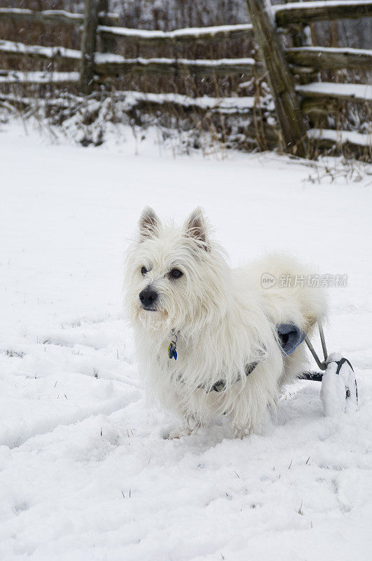 雪地里坐轮椅的西部高地梗犬