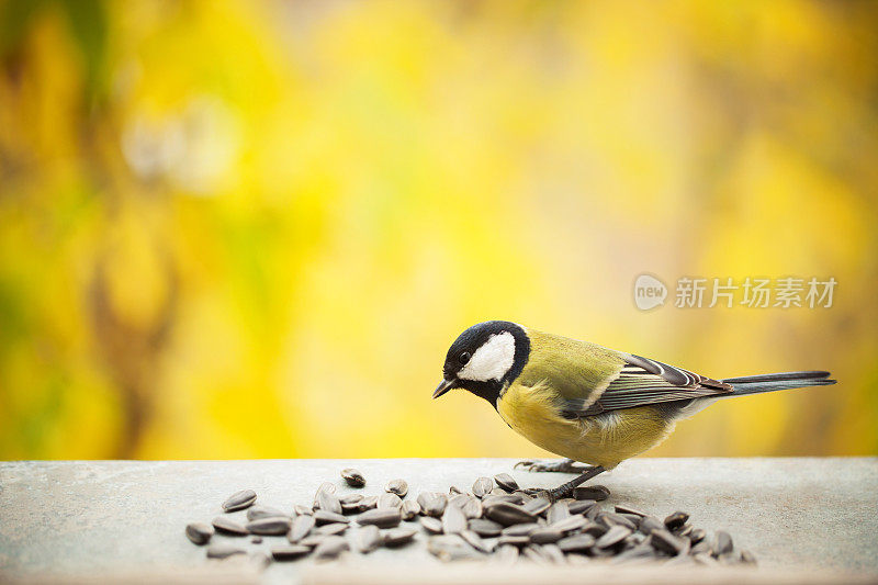 山雀吃葵花籽与拷贝空间