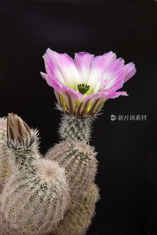 在柔和的阳光下有花，花瓣，雌蕊和雄蕊的仙人掌。