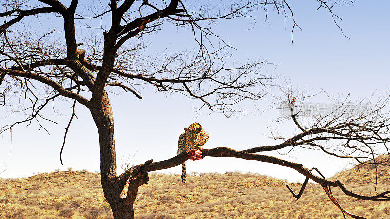 纳米比亚，一只非洲豹在树枝上享受他的晚餐